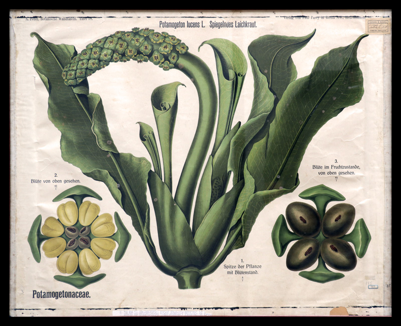 Tafel 58 Potamogeneaceae